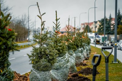 nowe drzewa- 73 sztuki świerków serbskich przy ul. Strzelców // fot. A.Modelska