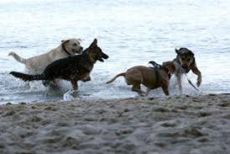 W Gdyni psy mają drugą plażę