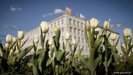 Zdjęcie białych tulipanów przed Urzędem Miasta Gdyni Aliny Byzdry zostało wyróżnione w konursie Gdynia kwitnie