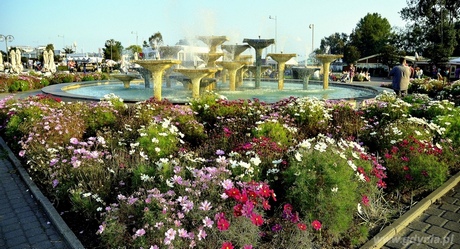 Gdyńska fontanna otoczona kwiatami, fot. Piotr Koy