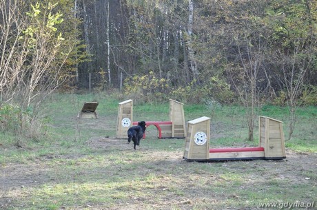 Psia siłownia w Kolibkach  / fot. Dorota Patzer