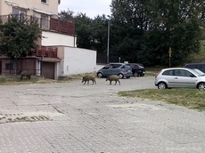 Dziki spacerujące na Obłużu w okolicach ulicy Robotniczej, fot. Michał Kowalski