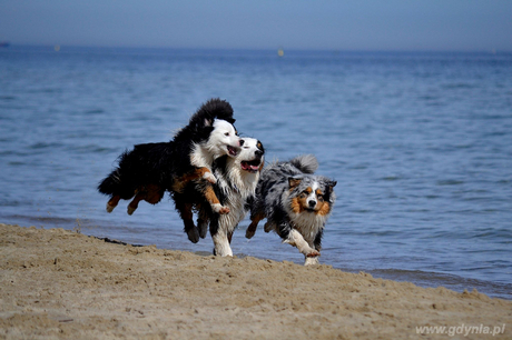 Psy na wydzielonej plaży, fot. Ula Ptaszkowska