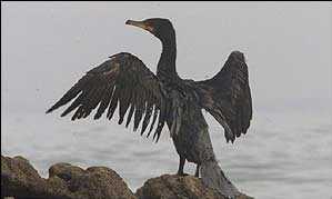 Ptak umorusany w ropie naftowej