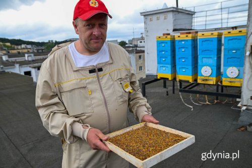 Wojciech Albecki, prezes Rejonowego Koła Pszczelarzy w Gdyni na dachu Urzędu Miasta Gdyni, prezentuje pyłek pszczeli z tegorocznych zbiorów (fot. Zofia Marczak)