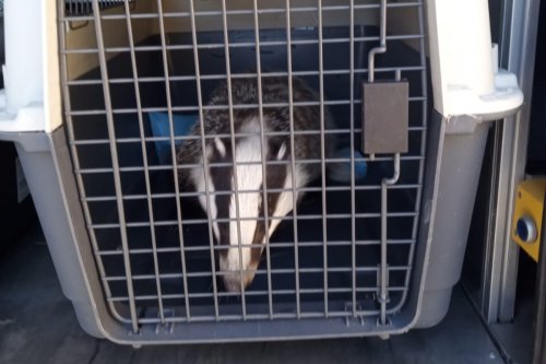 Borsuk został odłowiony i przewieziony do lasu (fot. Referat Ochrony Środowiska i Profilaktyki Społecznej Wydziału Straży Miejskiej i Zarządzania Kryzysowego)