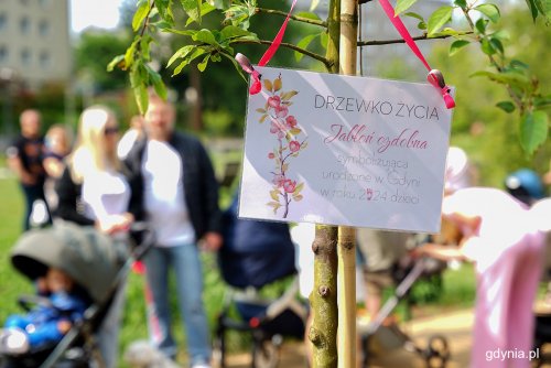 Zdjęcie archiwalne z ubiegłorocznej uroczystości sadzenia jabłoni ozdobnej. Drzewkiem dzieci urodzonych w 2025 roku będzie migdałowiec (fot. Mirosław Pieślak)