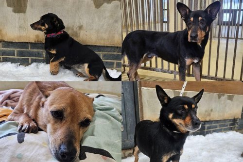 Psy, które trafiły do Gdyni (fot. Schroniska Ciapkowo i Kocham psisko)