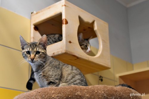 Na zdjęciu rezydenci „Ciapkowa”, które jest oficjalnym miejskim schroniskiem (fot. archiwalne Magdalena Czernek)