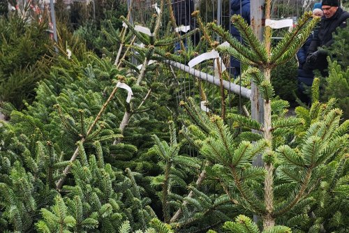 Choinki będą w sprzedaży do 24 grudnia (fot. Dorota Patzer)