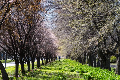W Gdyni wiosna zachęca do spacerów (fot. Paweł Budziński)