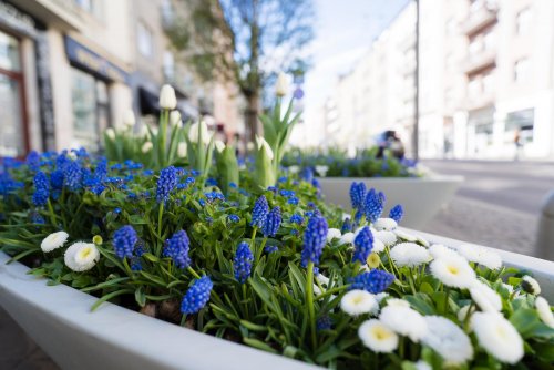 Wiosna na dobre zadomowiła się w Gdyni. Kompozycja na ul. Świętojańskiej (fot. Paweł Budziński)
