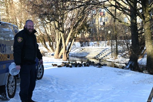 Leonard Wawrzyniak, rzecznik Straży Miejskiej w Gdyni, dokarmia ptaki wodne w Parku Kilońskim (fot. Aneta Marczak)