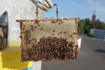 Ramka wyjęta z ula. Na dolnej części znajdują się pszczoły. // fot. Dominika Marszałek-Jalowska