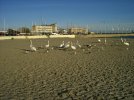 Ptaki wodne na plaży miejskiej w Gdyni Śródmieściu