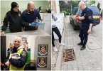 Strażnicy regularnie interweniują przy różnych gatunkach zwierząt, zarówno dzikich, jak i udomowionych. Na zdjęciach kilka z ich interwencji. W ostatnim czasie Ekopatrol przewoził do lecznicy m.in. rannego jeża, fot. Straż Miejska w Gdyni / Ekopatrol