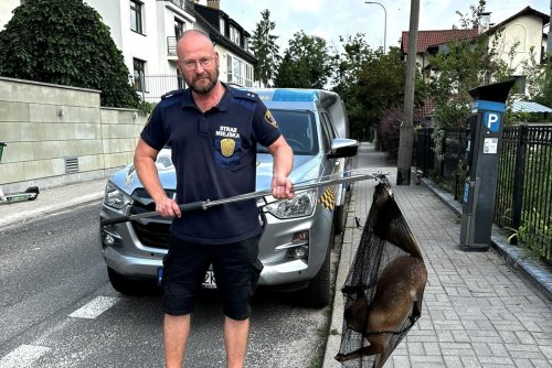 Leonard Wawrzyniak i lis z Kamiennej Góry (fot. Eko Patrol)