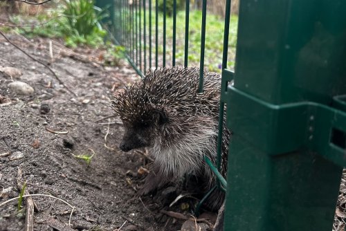 Dzięki szybkiej reakcji Straży Miejskiej, jeż odzyskał wolność i otrzyma niezbędną pomoc (fot. Referat Ochrony Środowiska i Profilaktyki Społecznej Wydziału Straży Miejskiej i Zarządzania Kryzysowego)