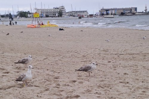 Nawet w pochmurny dzień spacer gdyńską plażą to przyjemność (fot. Kalina Ariana Alia z naszej grupy Fb Gdynia w obiektywie)