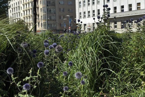 Trawy ozdobne tworzą efektowne kompozycje w Parku Centralnym przez całe lato (fot. Zofia Marczak)