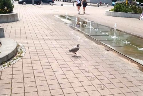Podlot mewy spacerujący w centrum Gdyni (fot. Leonard Wawrzyniak)