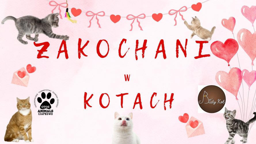 Zakochani w kotach 2026