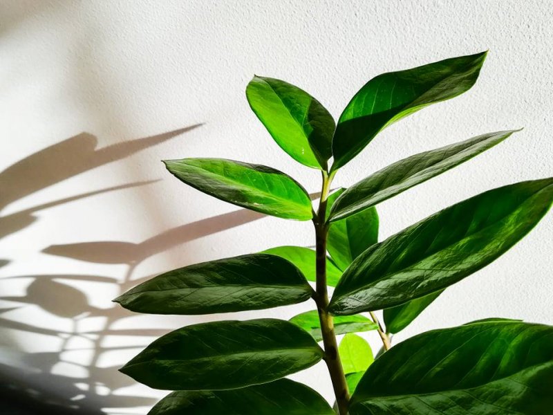 Plant Swap – Wymiana Roślin 