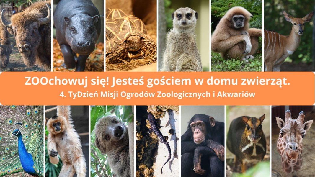 TyDzień Misji Ogrodów Zoologicznych i Akwariów (mat. organizatora)