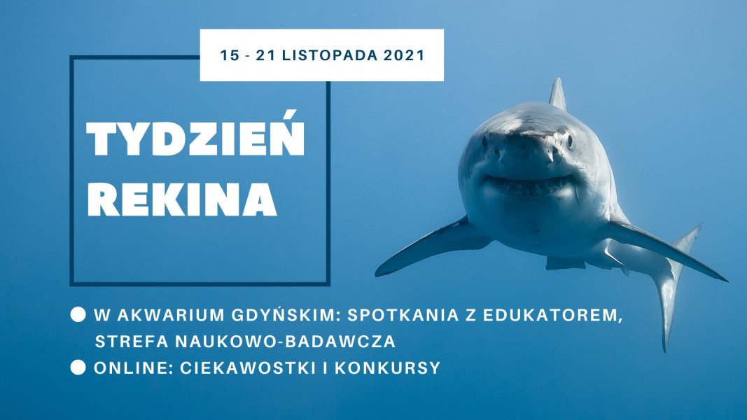 Tydzień Rekina 2021