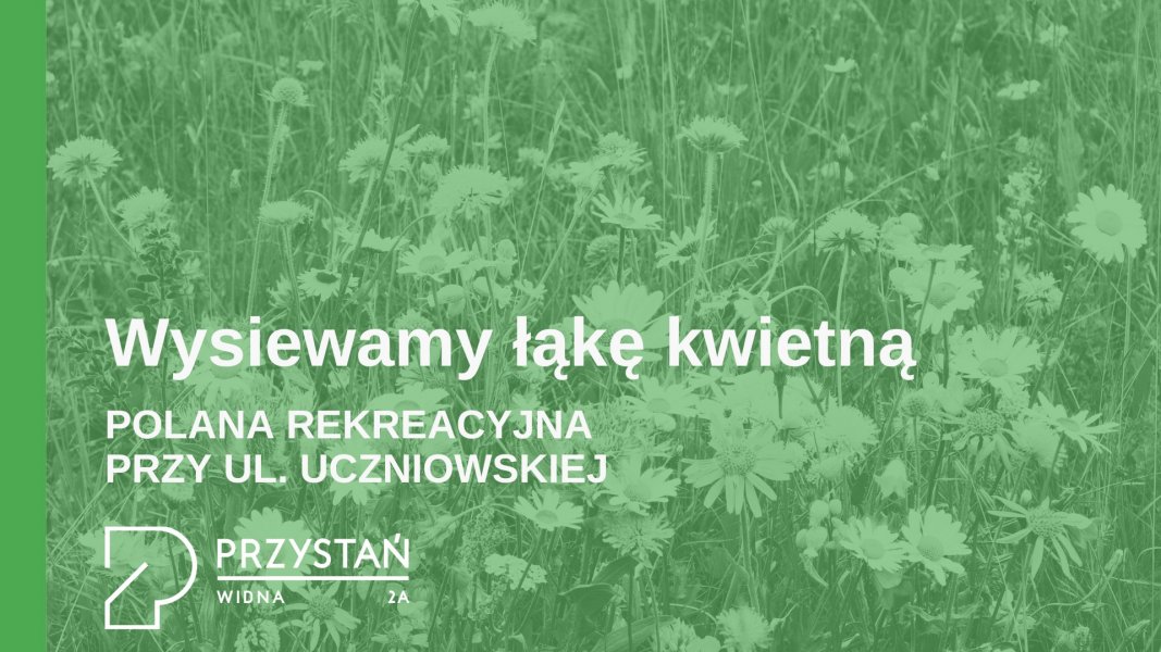 Wysiewamy łąkę kwietną