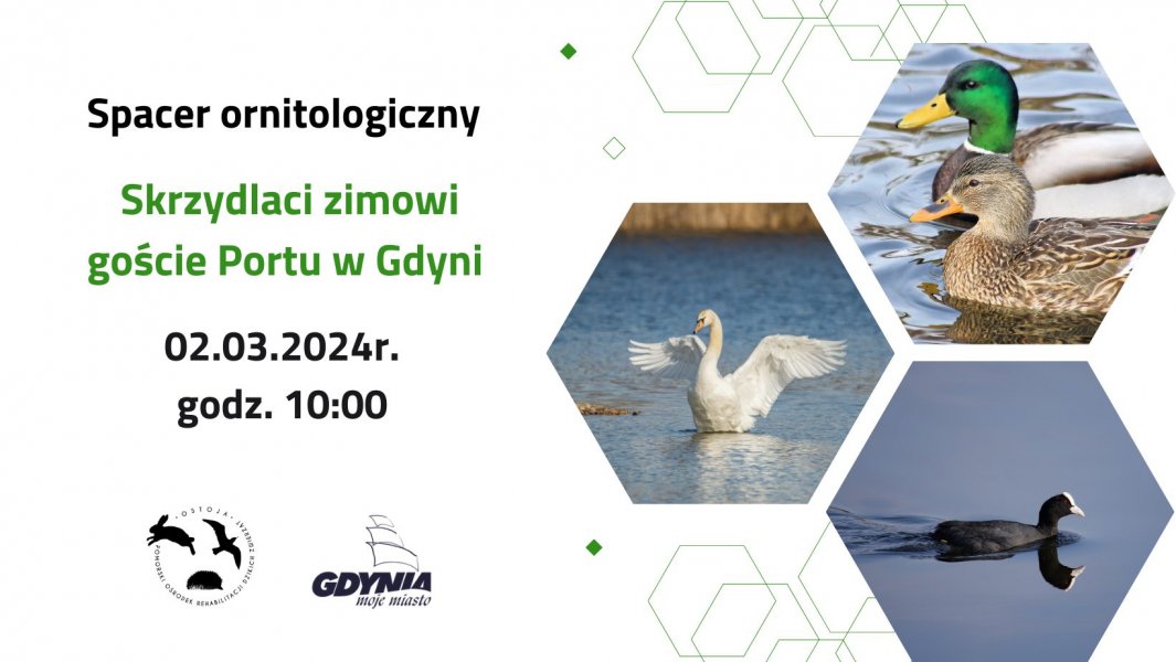 Spacer ornitologiczny. Skrzydlaci zimowi goście Portu w Gdyni
