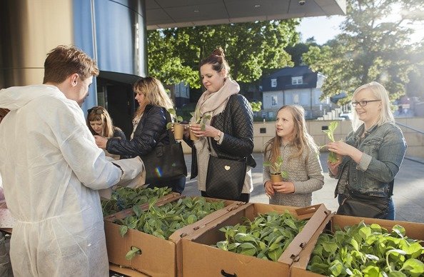 Rosnąca niepodległość, czyli przyjdź i odbierz sadzonkę (mat. organizatora)