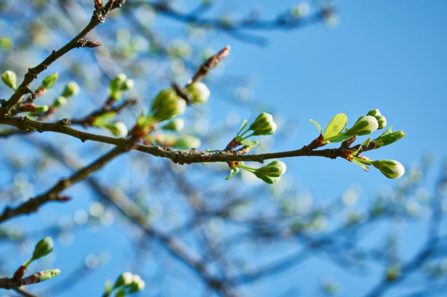 Blisko, miło, wspólnie – wiosenne warsztaty (fot. pexels.com)