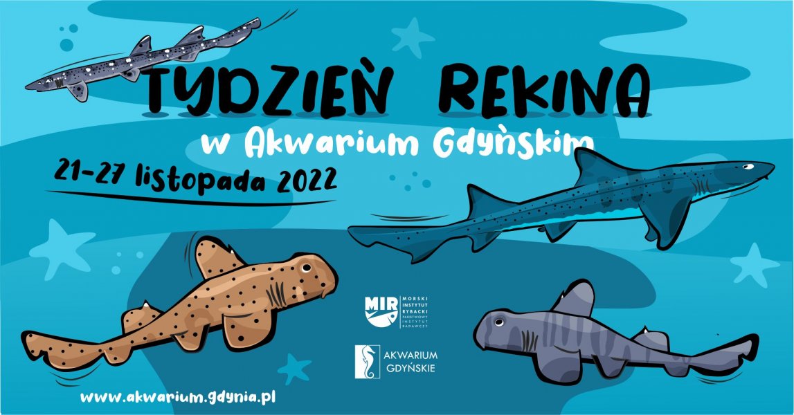 Grafika promująca Tydzień Rekina w Akwarium Gdyńskim // materiały prasowe Akwarium Gdyńskiego