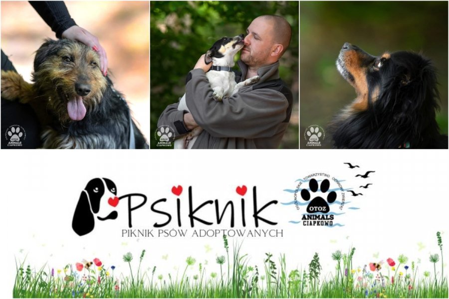 Piknik odbędzie się w sobotę, 17 czerwca / mat. prasowe OTOZ Animals „Ciapkowo”