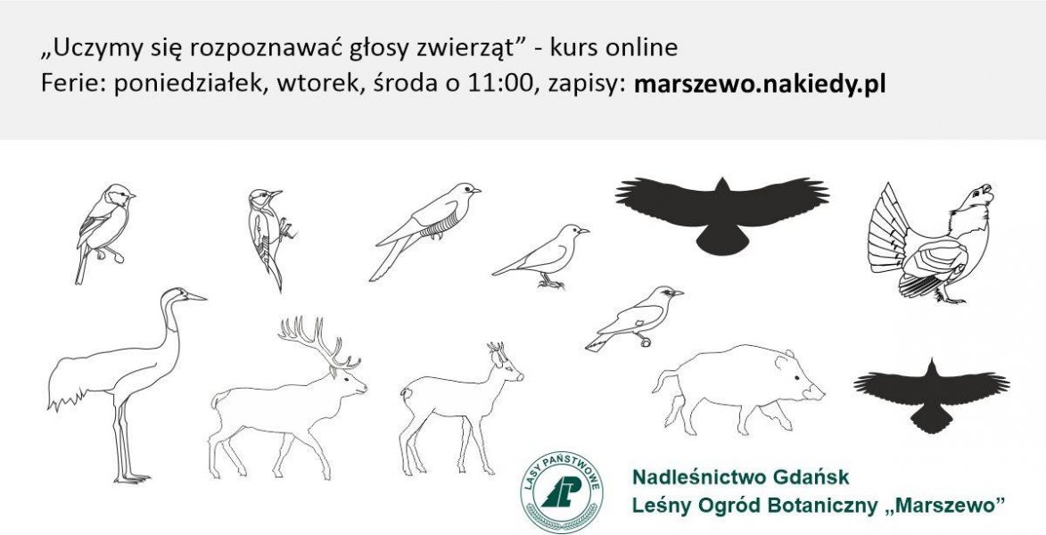 Uczymy się rozpoznawać głosy zwierząt (mat. organizatora)