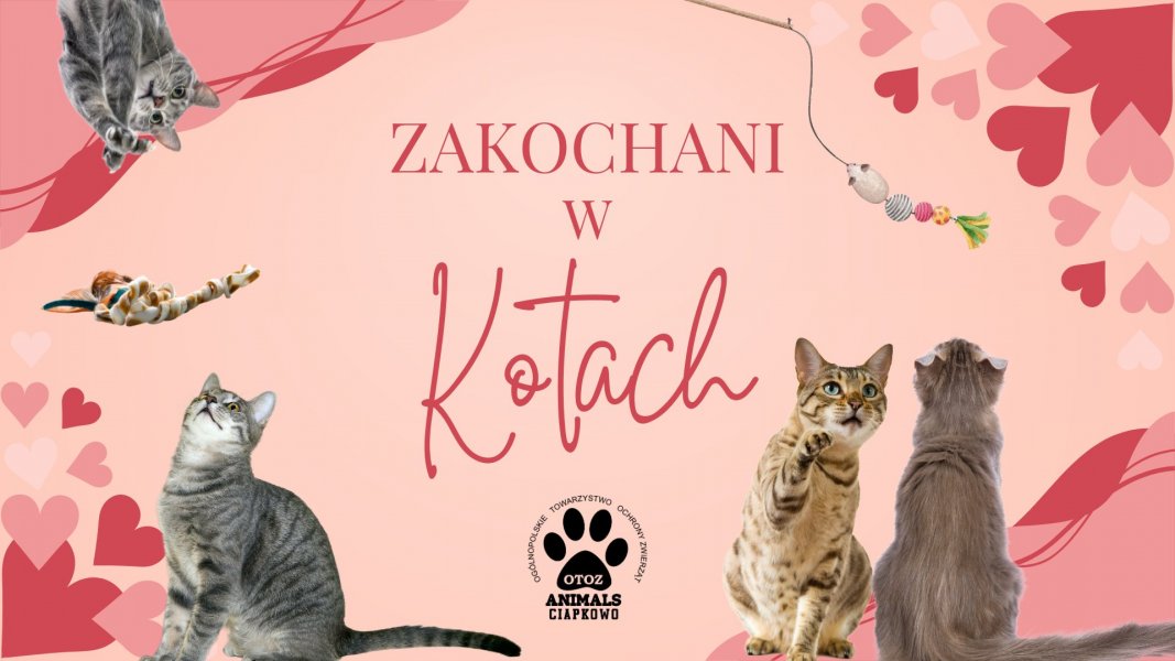 Zakochani w Kotach 2025