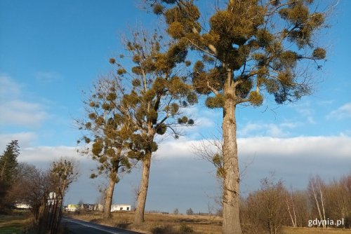 Drzewa zarażone jemiołą pospolitą (źródło: materiały Wydziału Ogrodnika Miasta, Urząd Miasta Gdyni)
