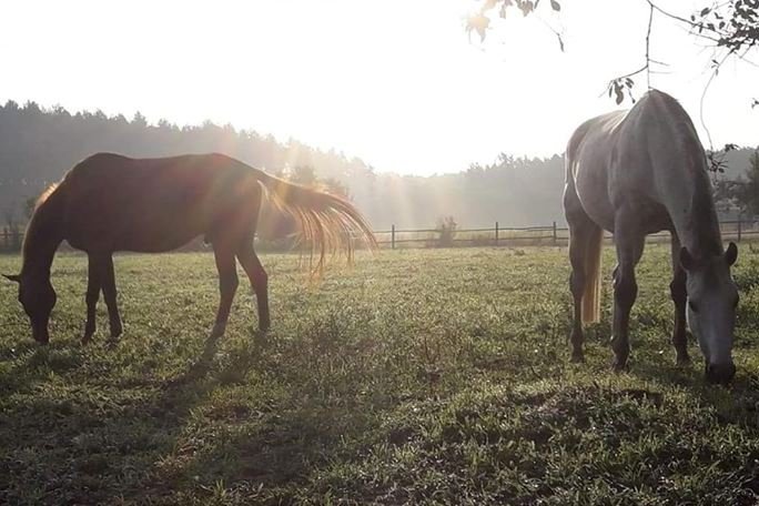 Stajnia Mustang