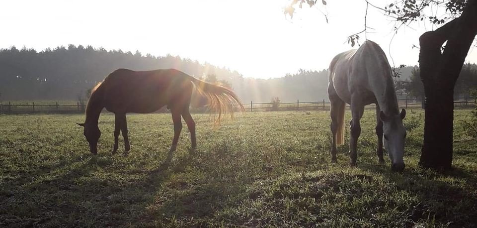 Konie ze Stajni Mustang