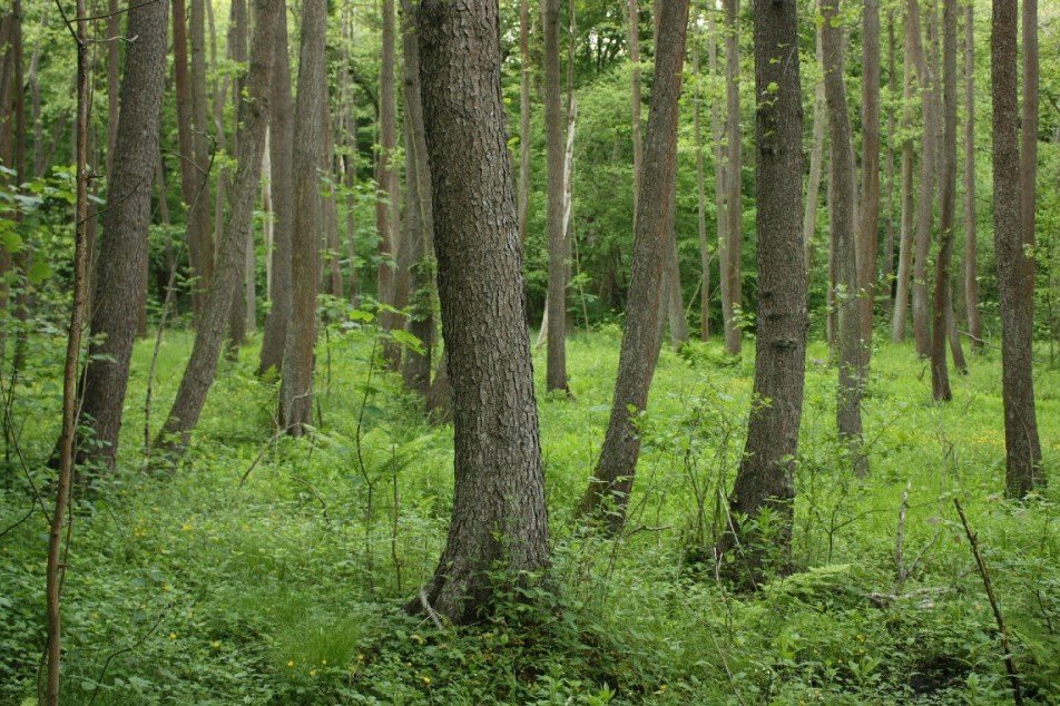 Rezerwat Łęg nad Swelinią