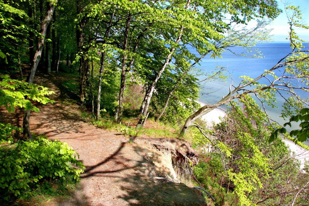 Rezerwat Przyrody Kępa Redłowska, widok z klifu na plażę