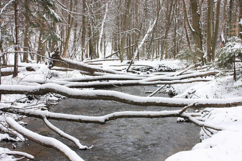 Rezerwat Kacze Łęgi