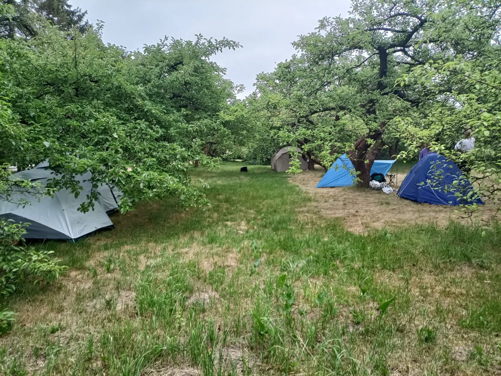 Pole namiotowe w Gdyni, widok na namioty pod drzewami