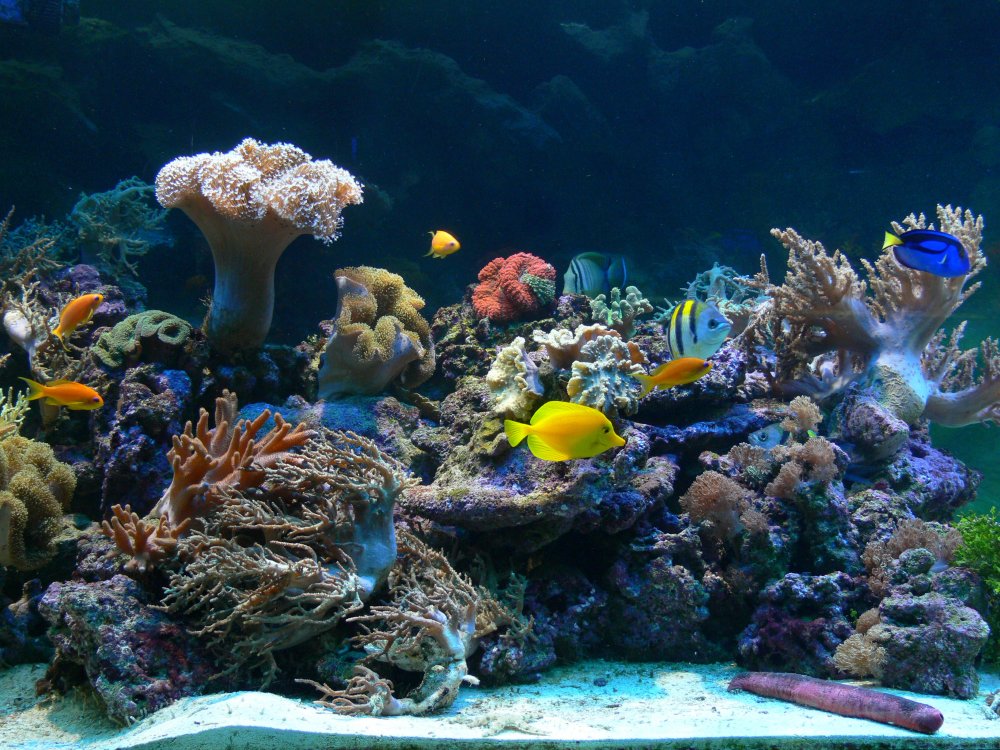 Akwarium Gdyńskie, widok na rafę koralową