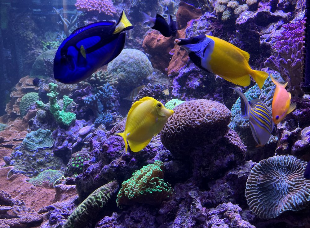 Widok rybek i rafy koralowej w Gdyńskim Akwarium