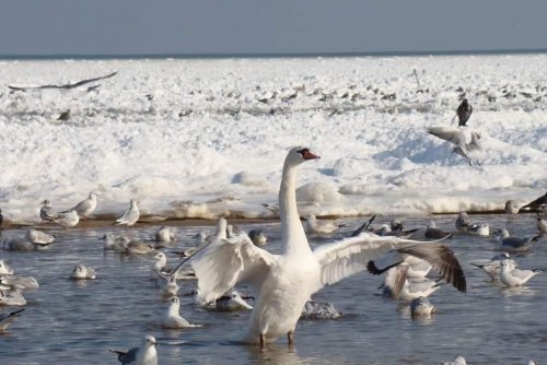 Ekopatrol co roku dokarmia gdyńskie łabędzie (zdjęcie z naszej grupy na FB „Gdynia w obiektywie