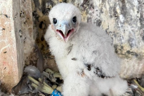 Sokole maluchy z Gdyni czekają na imiona (fot. Stowarzyszenie Na Rzecz Dzikich Zwierząt Sokół)