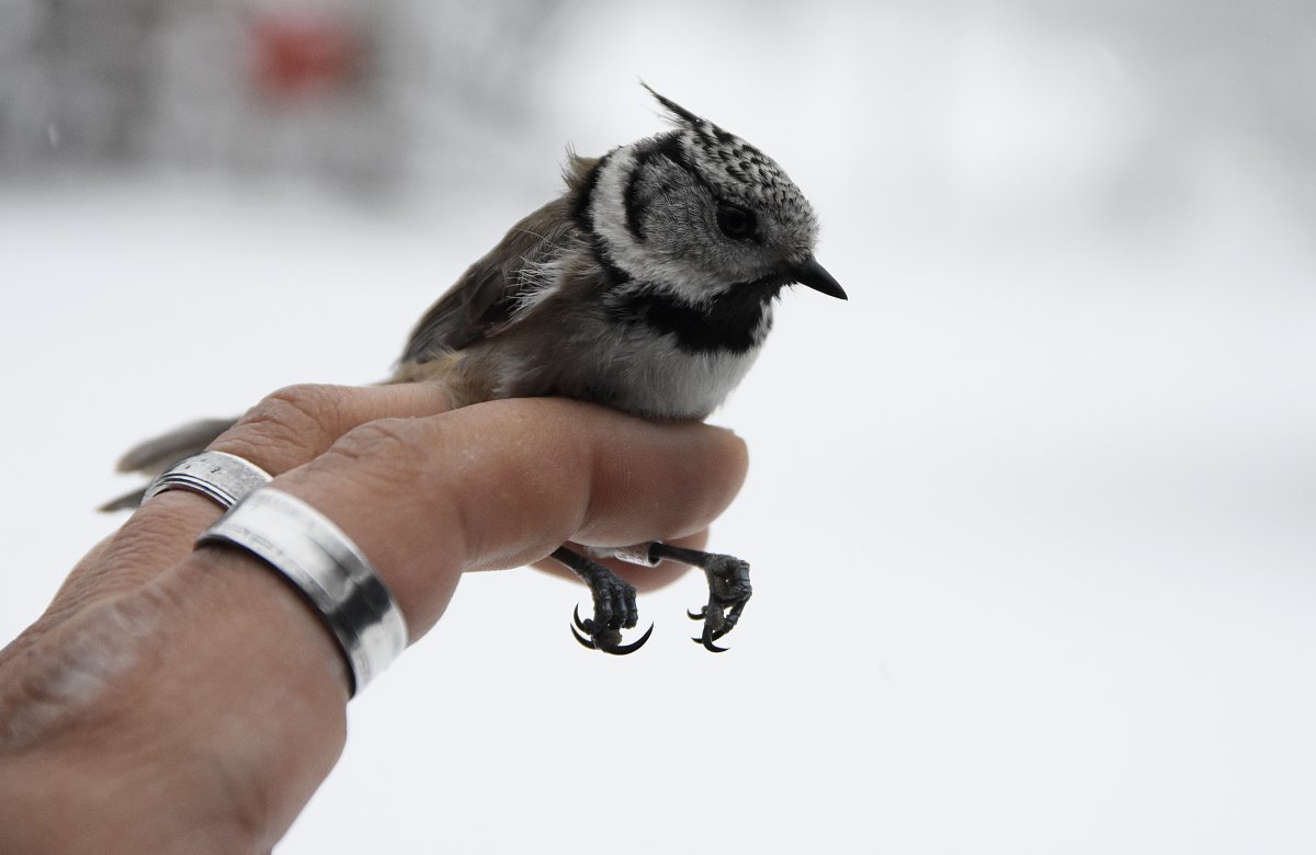 Na zdjęciu szary ptaszek trzymany w palcach po zaobrączkowaniu. W tle zimowa sceneria