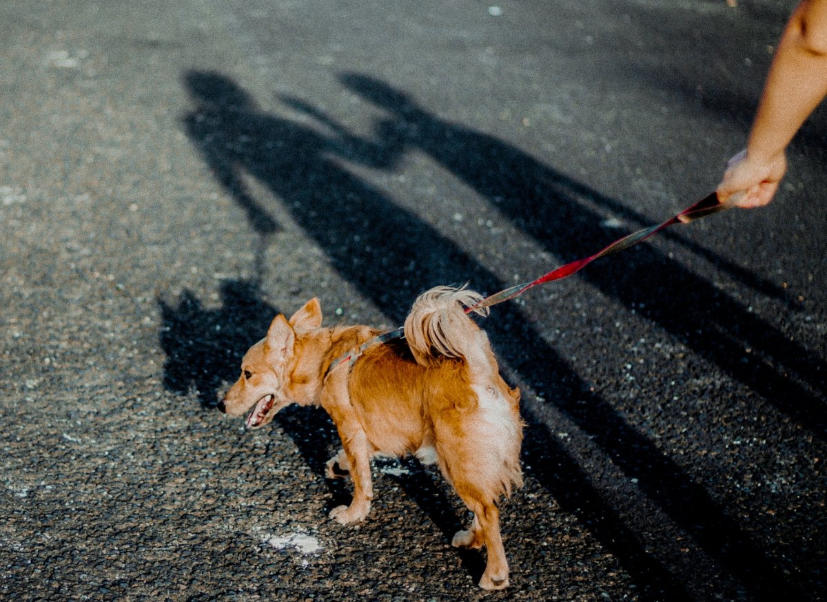 Pies na spacerze prowadzony na smyczy. Fot. Jose Raul / pexels.com